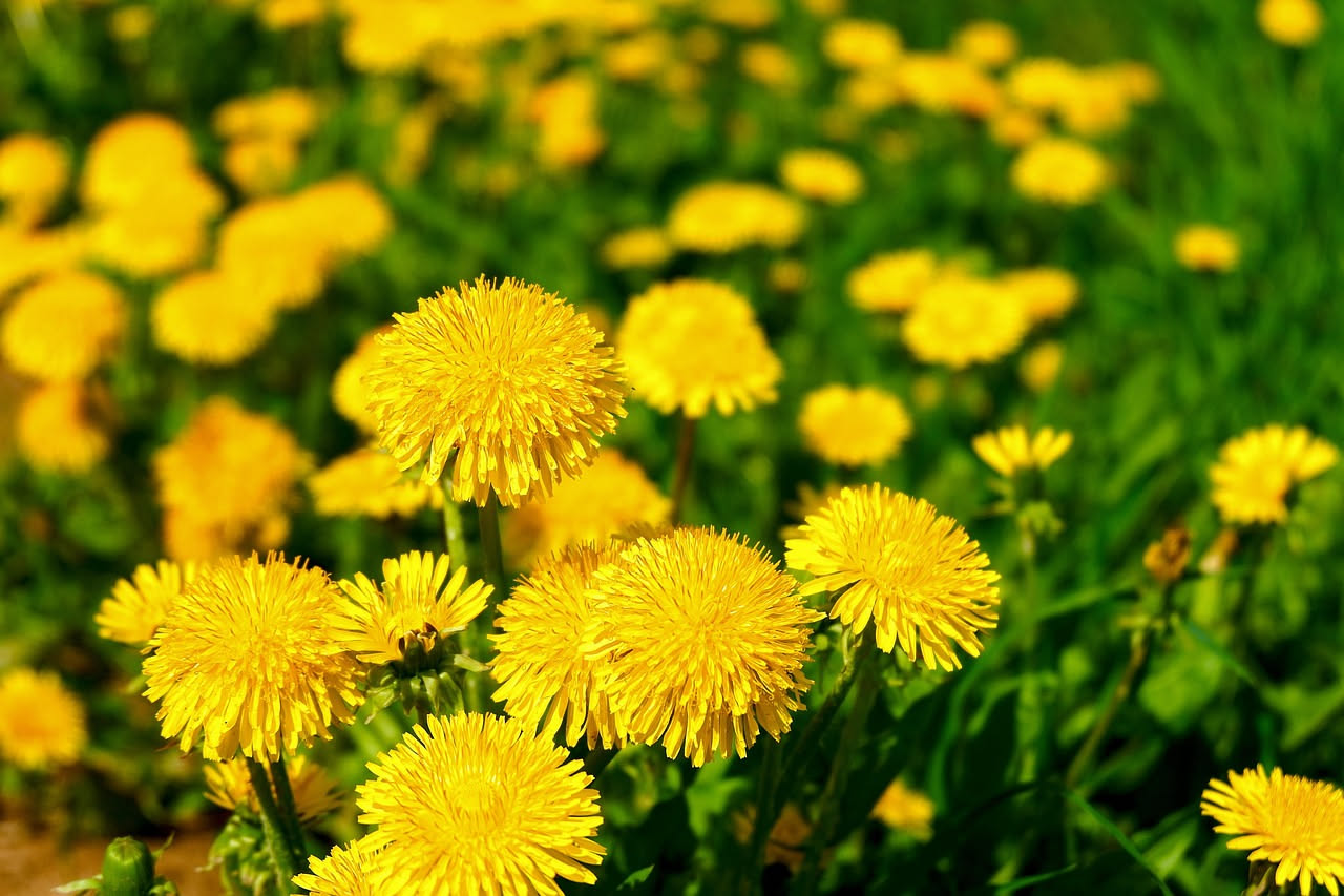 Tarassaco: proprietà, raccolta e ricette facili