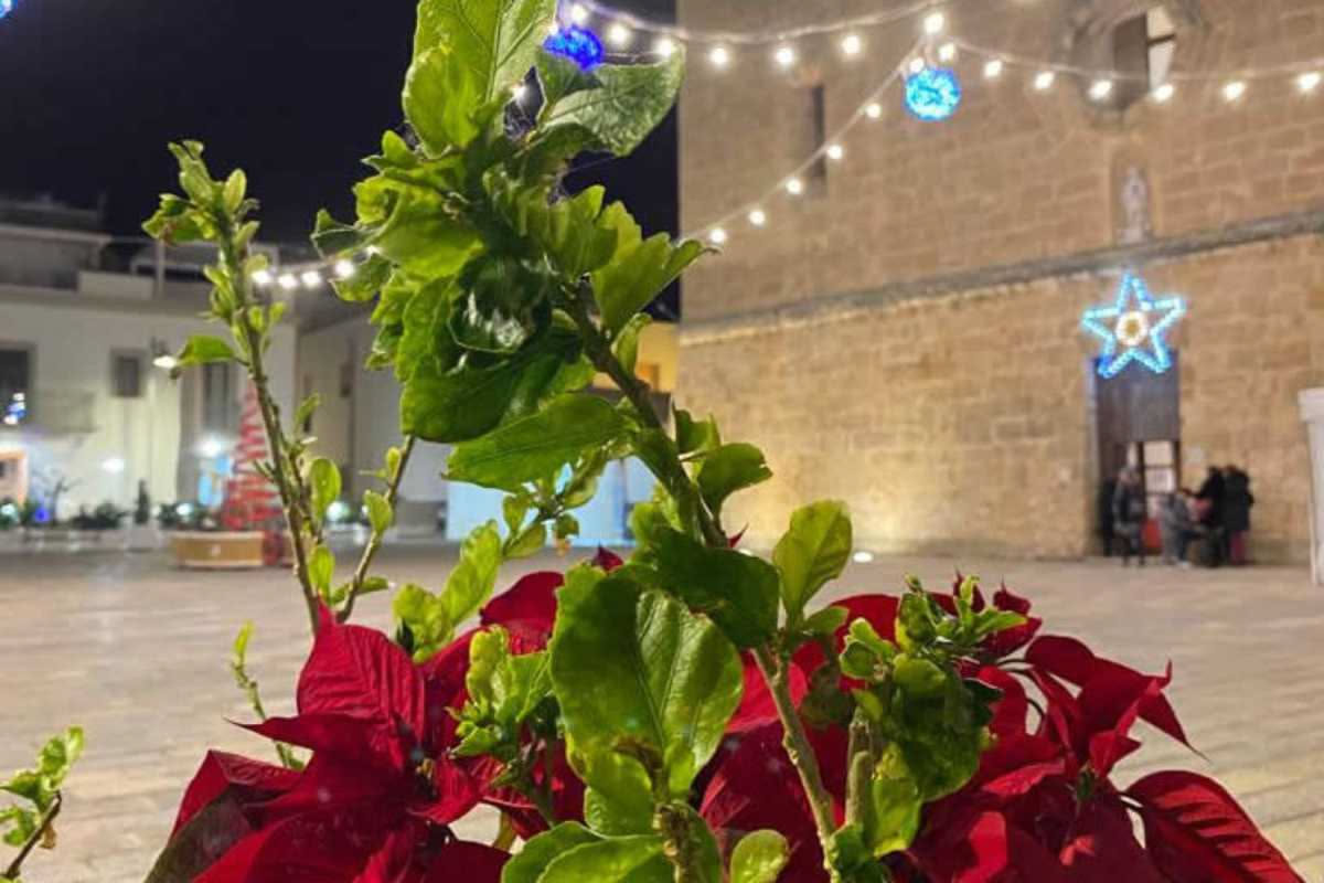 Piante che purificano l'aria: verità e miti