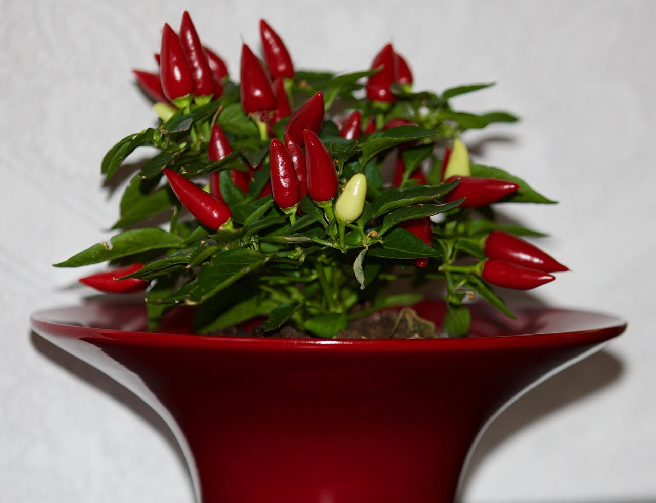 Peperoncino in vaso: da seme a raccolto
