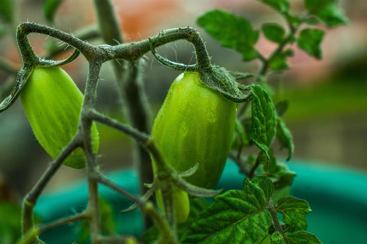 Pomodori biologici sul balcone ad aprile: guida pratica