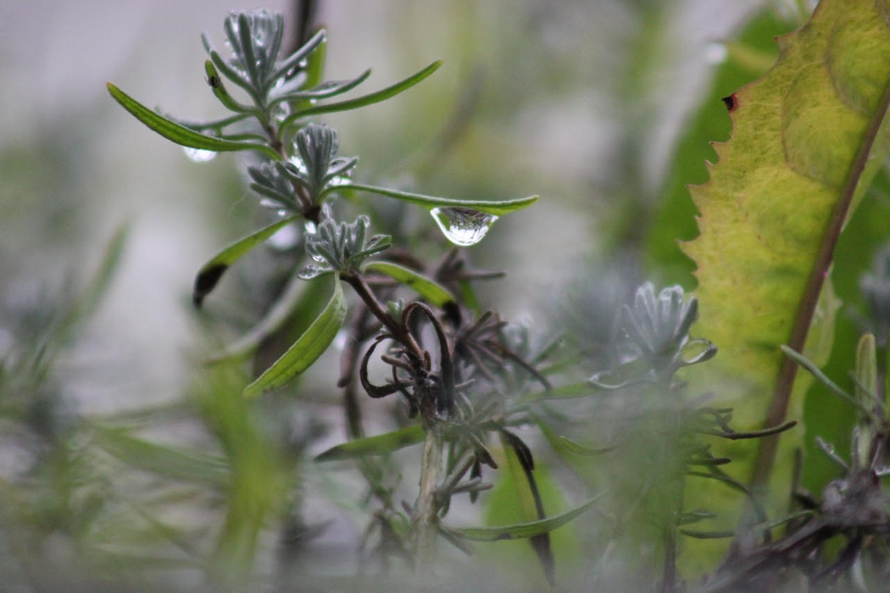 Erbe aromatiche e acqua frizzante: mito o realtà?