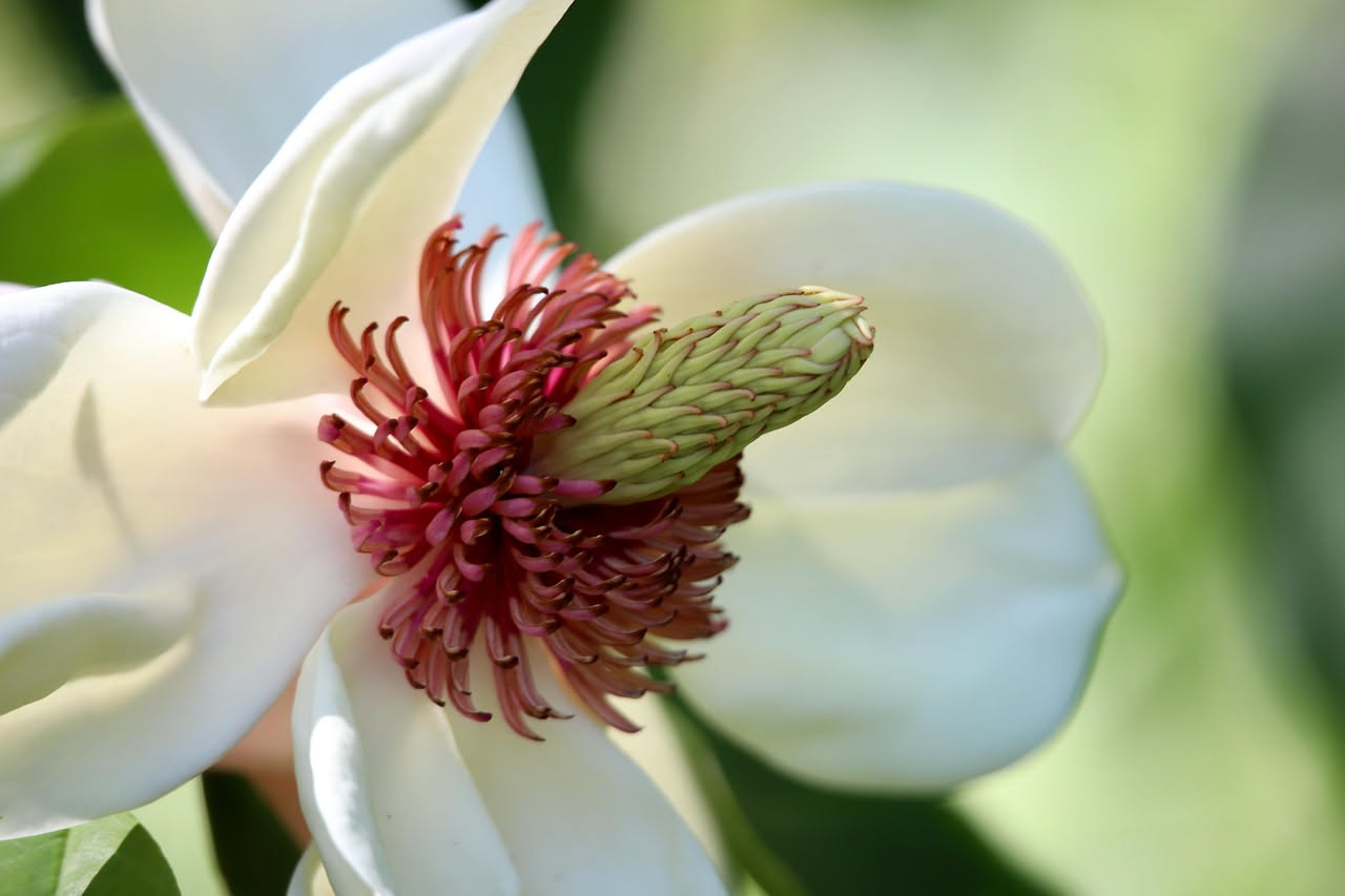 Magnolia grandiflora: il fiore bianco che ripaga mesi di attesa