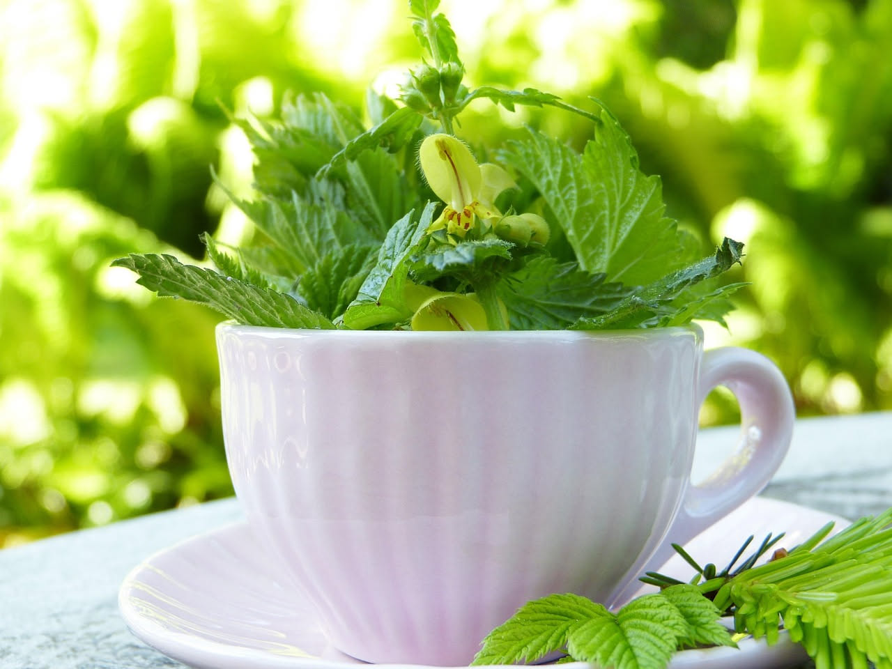 Ortica in primavera: cosa dice la fitoterapia sui suoi effetti depurativi