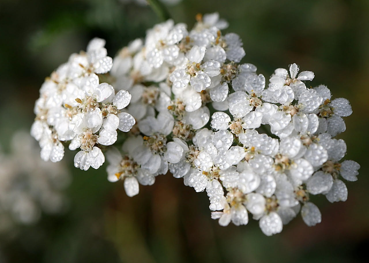 Achillea millefoglie: dalle ricette della nonna alla ricerca moderna