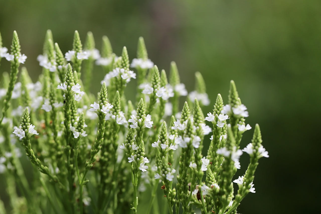 Verbena officinalis: dall'antichità al presente, cosa dice la scienza
