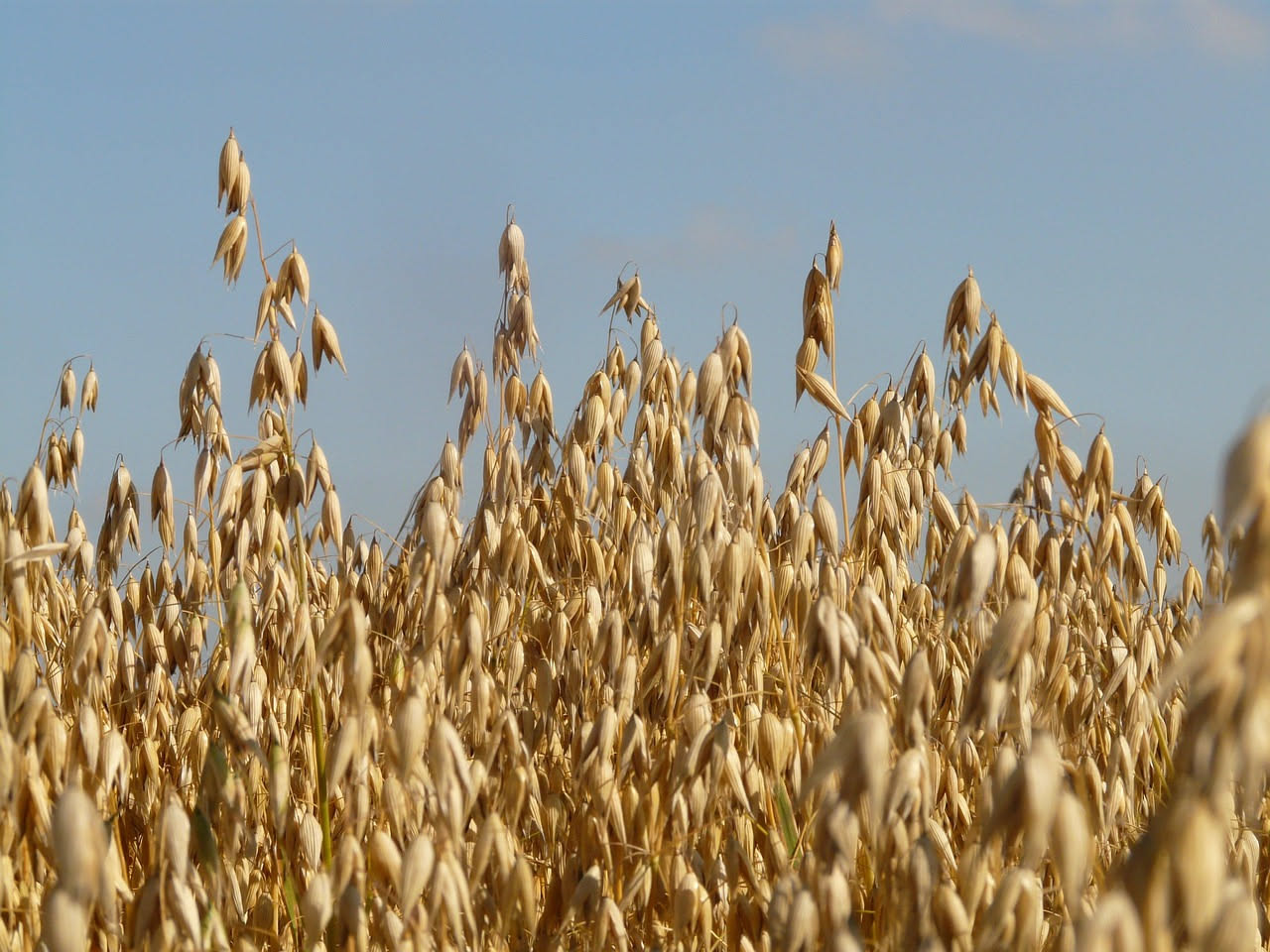 Latte di avena: per chi ha fretta di saziarsi