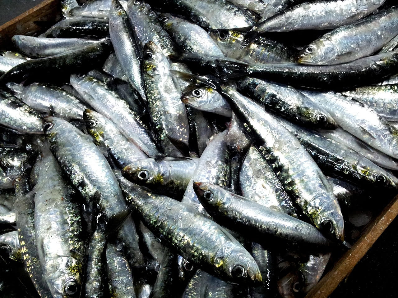 Le acciughe: densità nutrizionale elevata