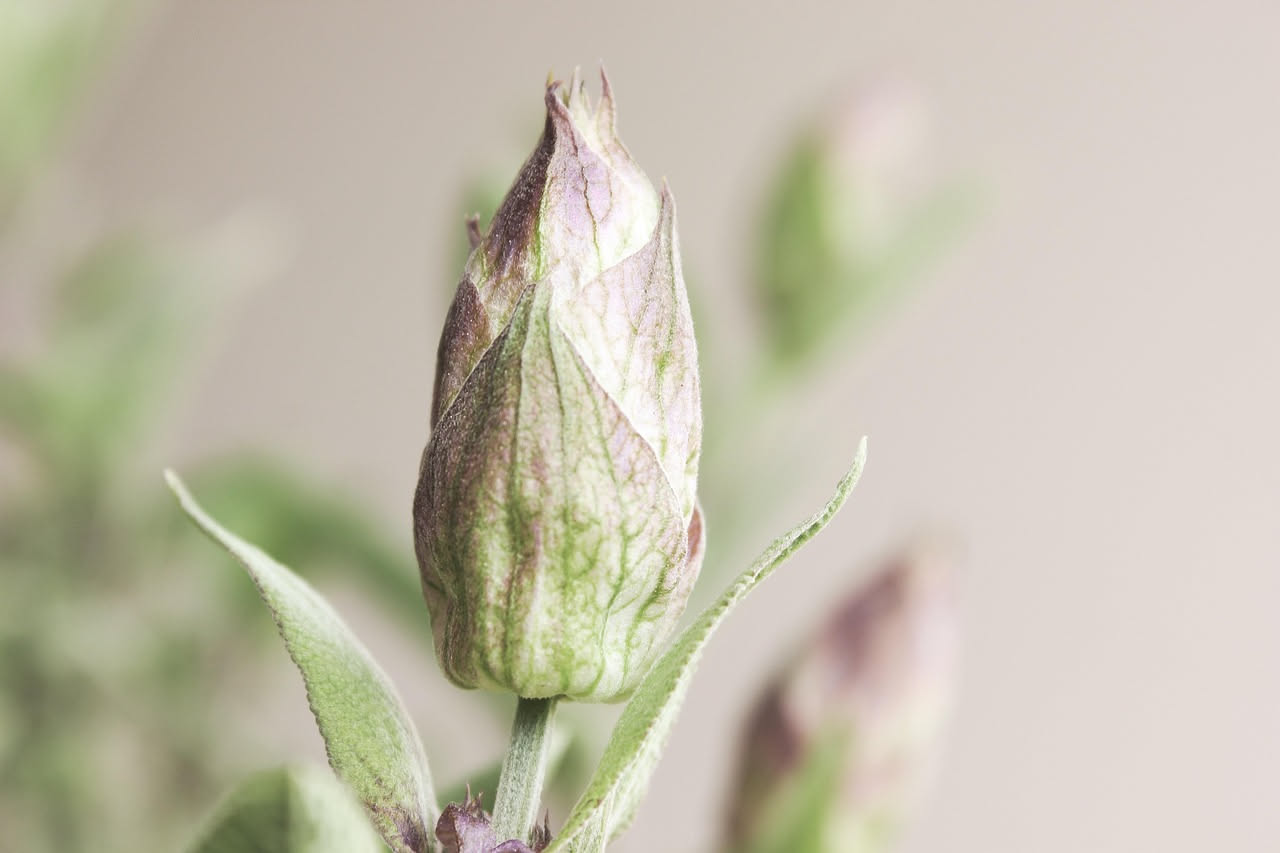 Salvia sclarea selvatica: davvero utile nelle ricette italiane