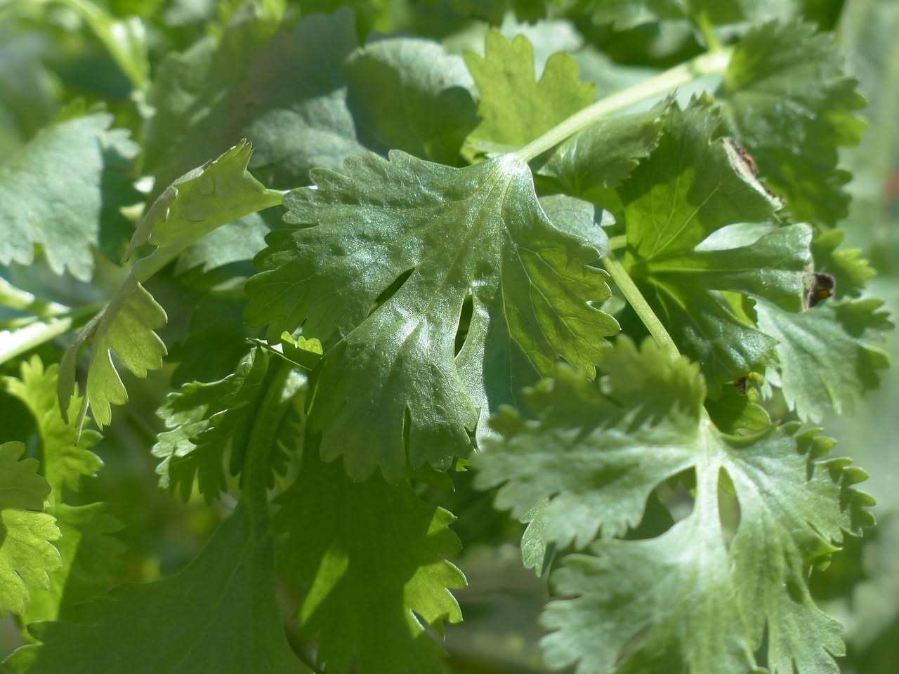 Il coriandolo digestivo: dalla cucina alla medicina tradizionale mediterranea