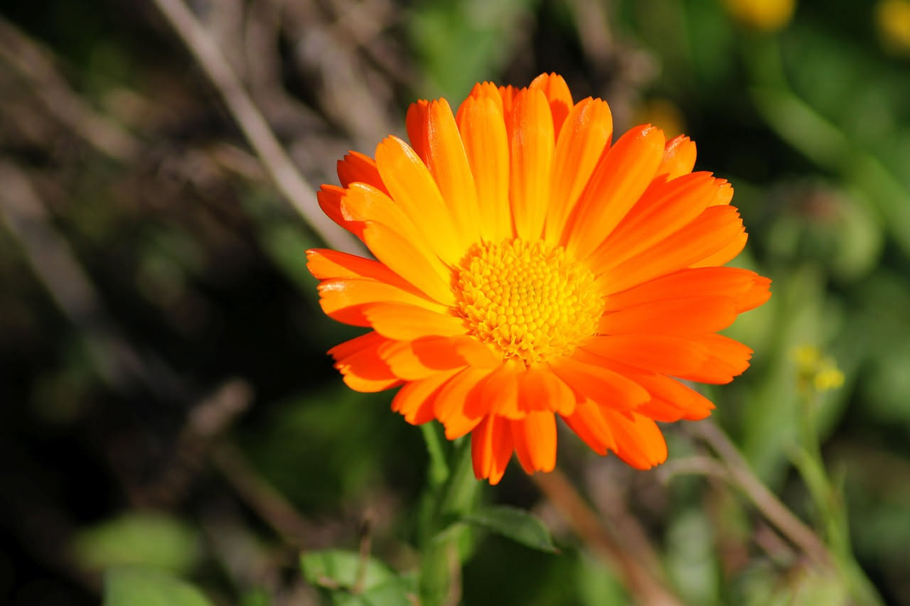 Calendula officinalis: il fiore che cura davvero o solo una moda verde