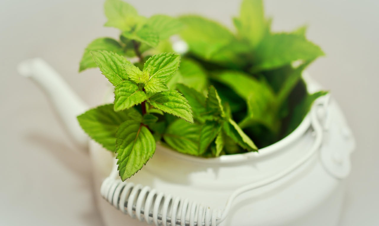 Menta piperita: usi tradizionali e oli essenziali, tra benefici e limiti
