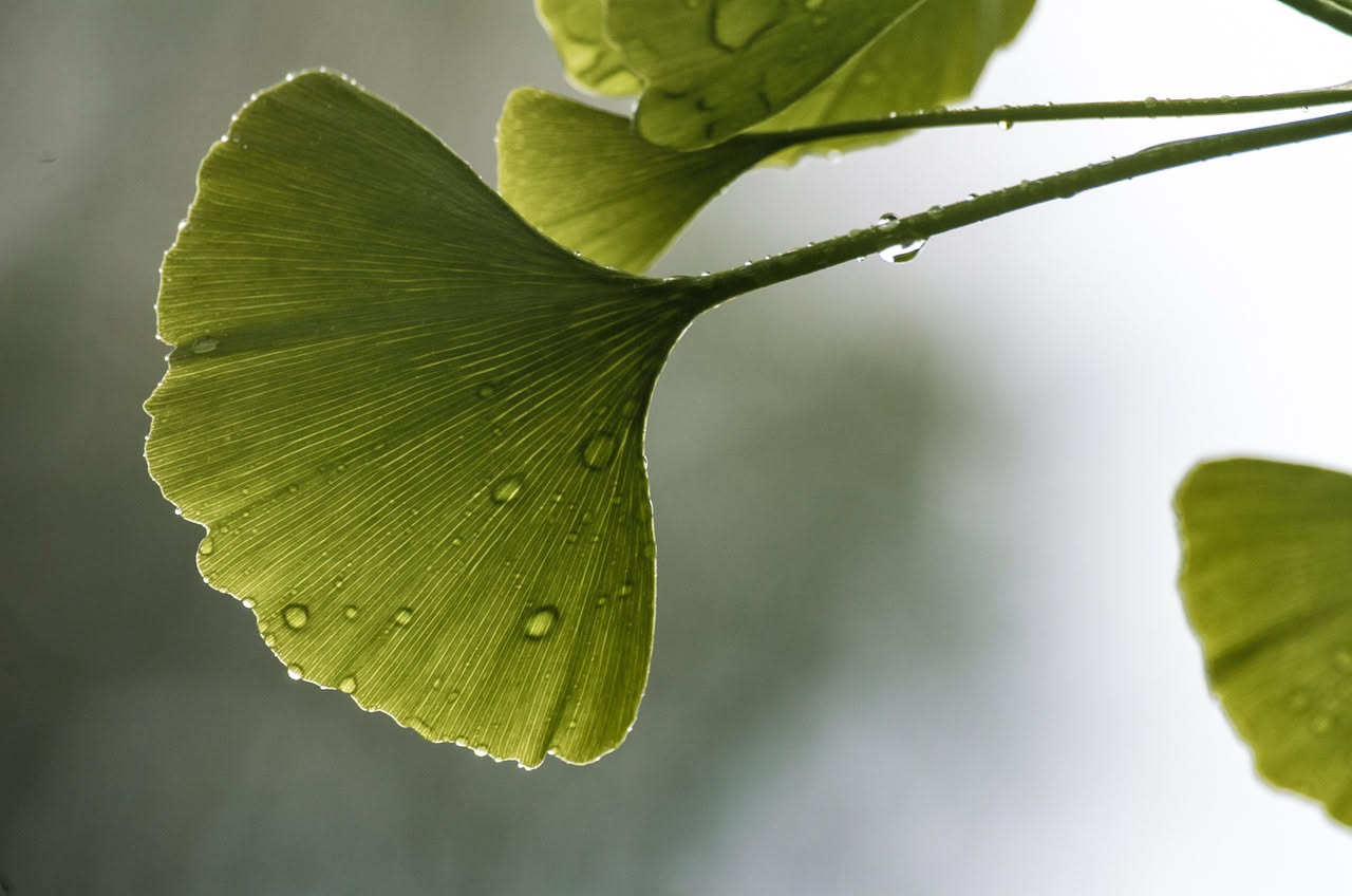Centella asiatica: davvero migliora la circolazione capillare?
