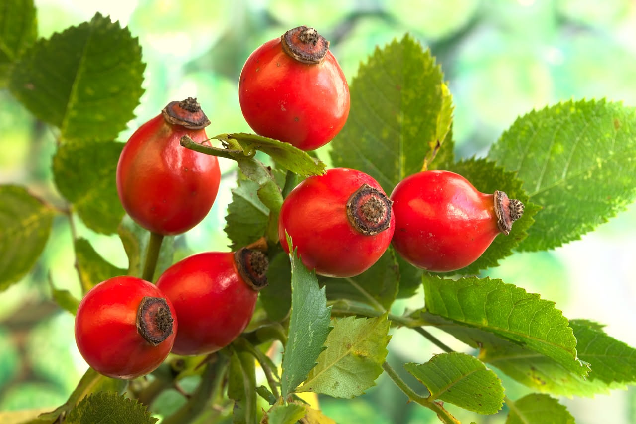 Rosa canina per la vitamina C: tisane e polpi, tra moda e realtà