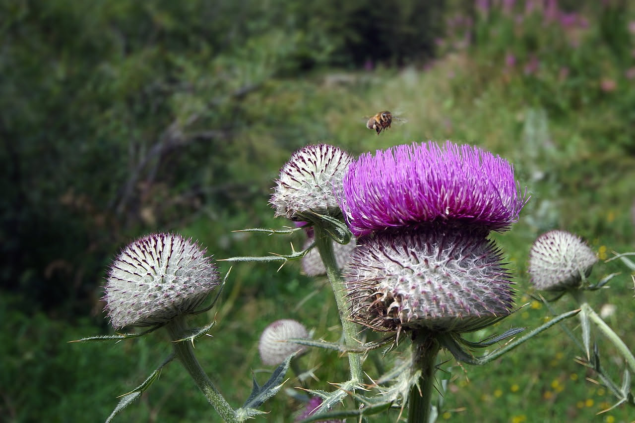 Cardo selvatico nelle tisane: benefici veri e rischi delle foglie spinose