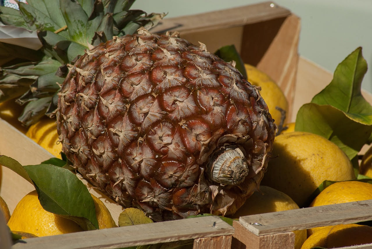 Ananas: proprietà nutrizionali, benefici e come consumarlo