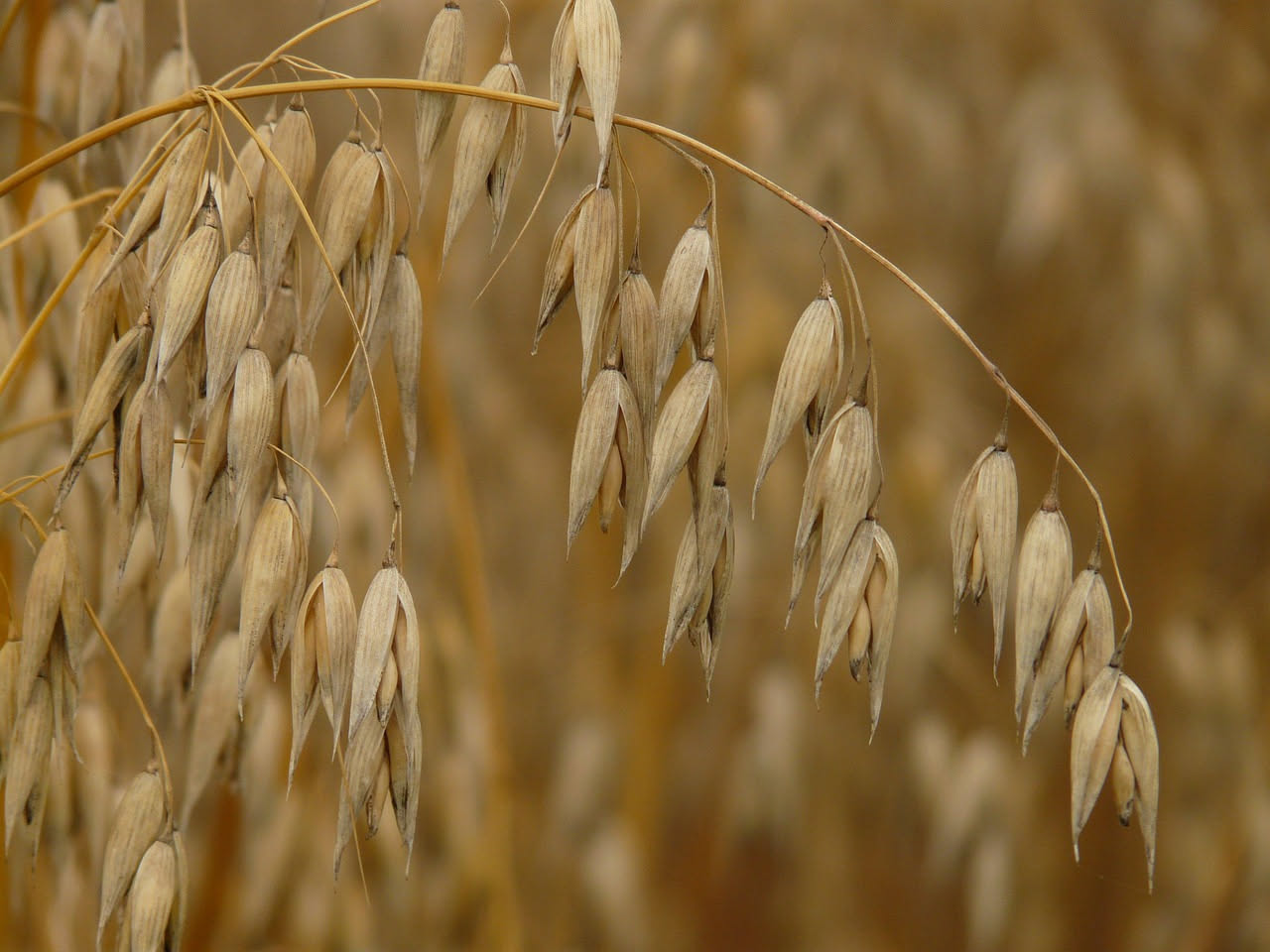 Avena: proprietà nutrizionali, benefici e come consumarla al meglio