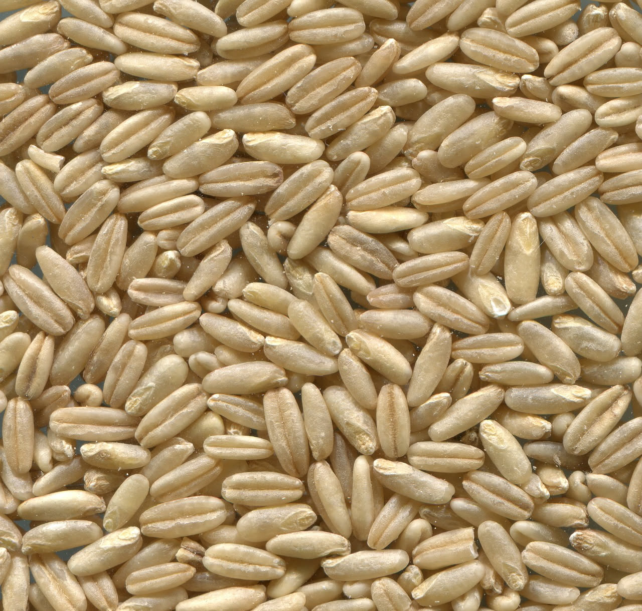 Farro: proprietà, benefici e come consumarlo in cucina