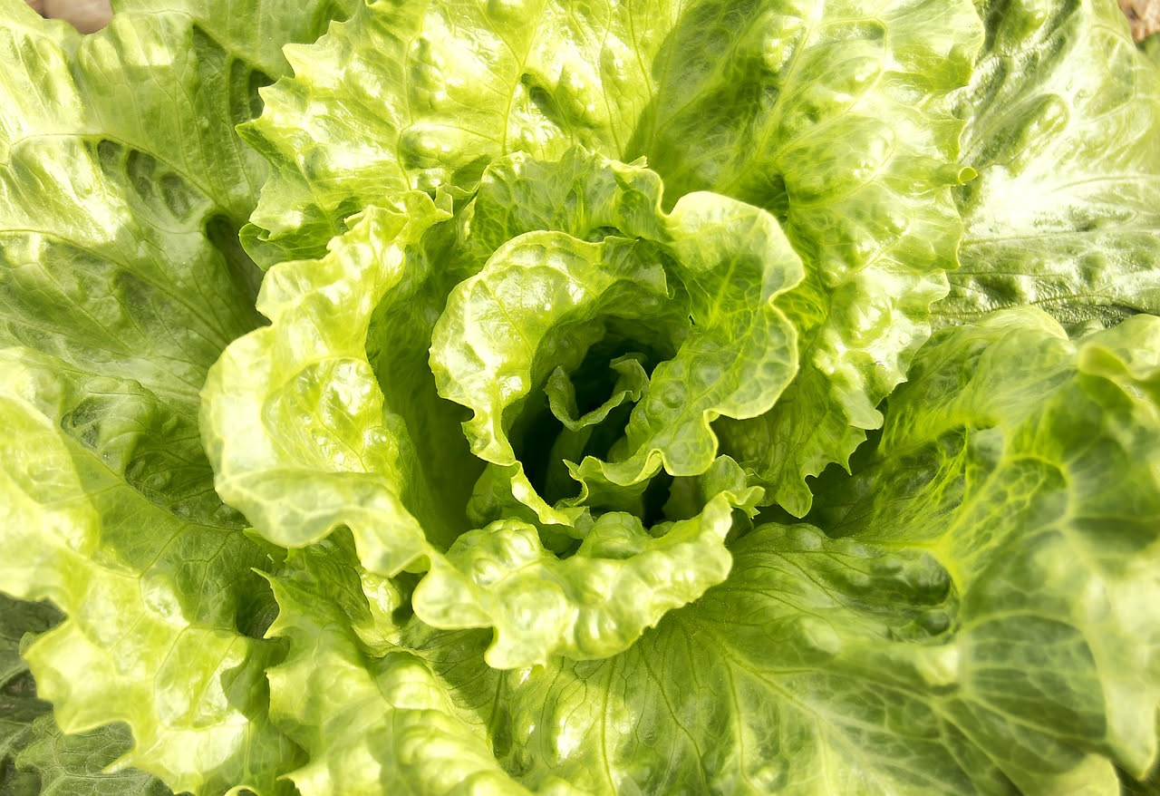 Lattuga: proprietà, benefici e come sceglierla fresca