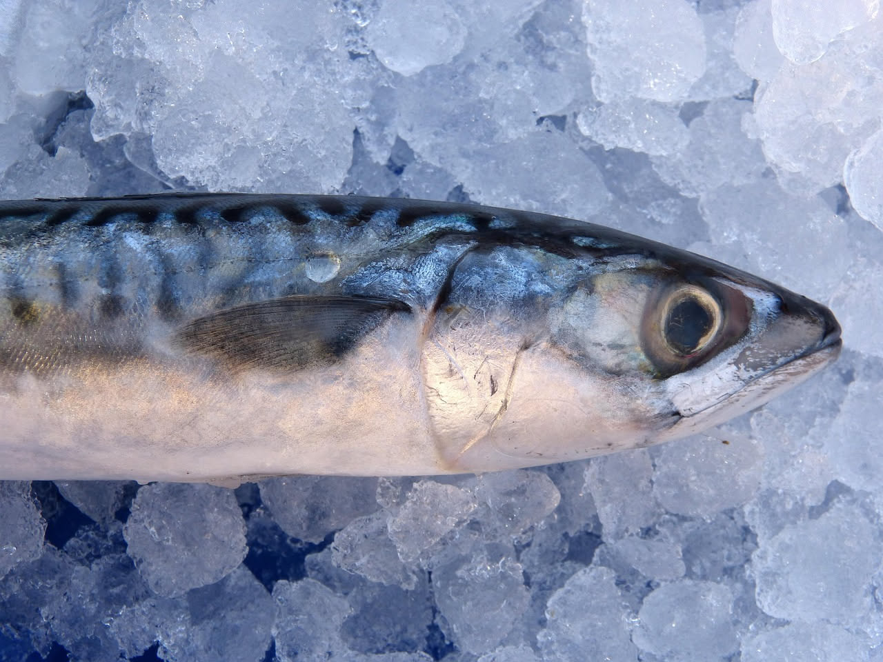 Pesce azzurro: proprietà nutritive e benefici per la salute